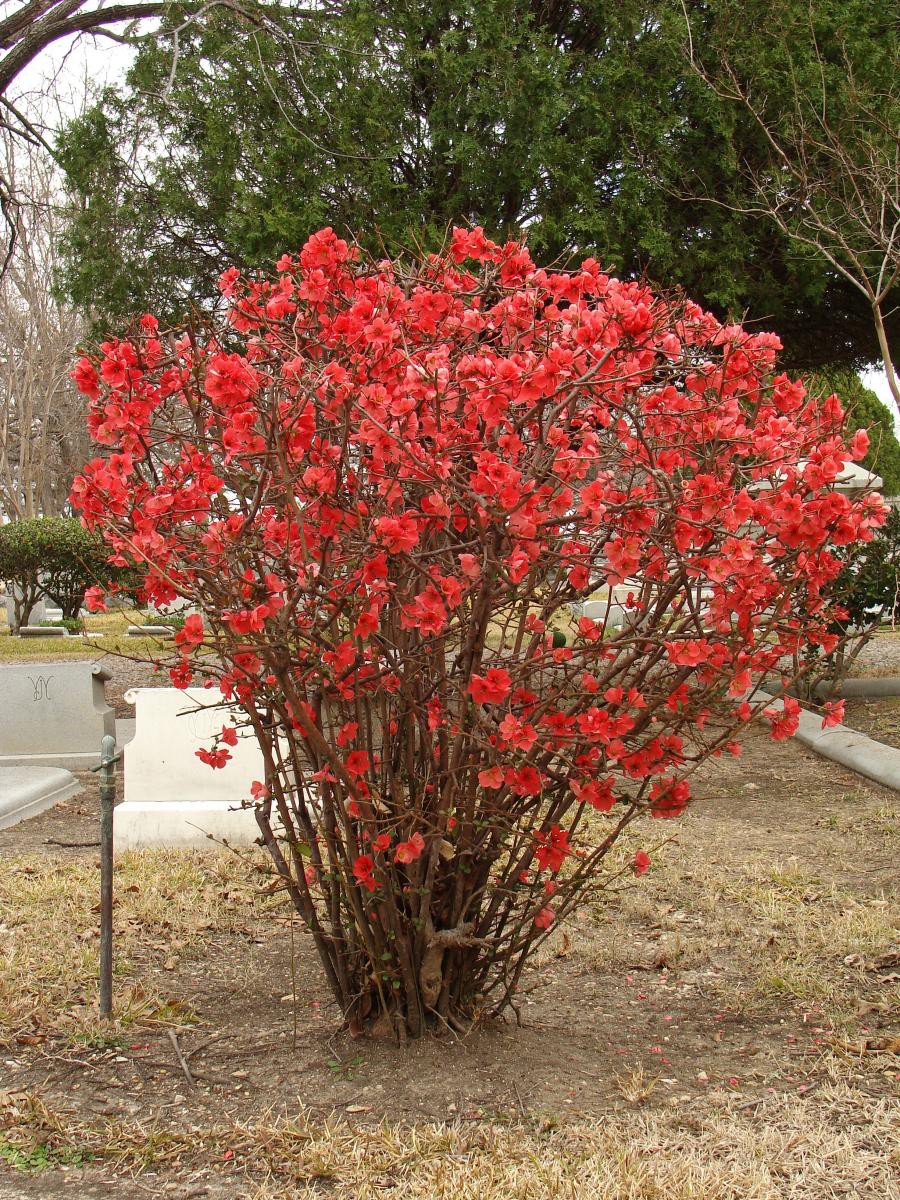  Chaenomeles japonica Red Joy 3 30-40-4,17.jpg