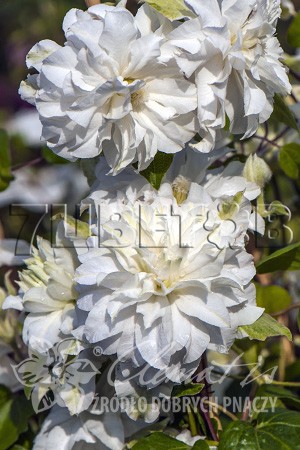 Clematis hybriden Maria Sklodowska-Curie    - 2 () 2 ltr € 8,07 605,08..jpg