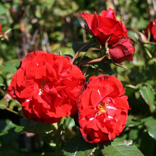 Rosa floribunda Montana.jpg