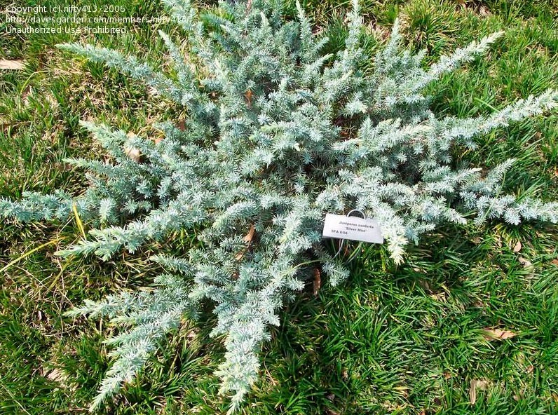 102,5.  Juniperus conferta Silver Mist.jpg