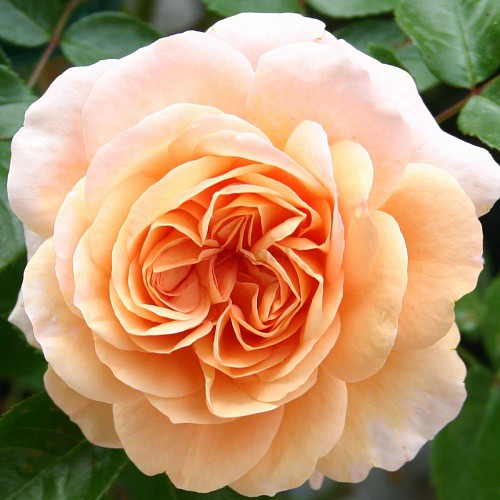 Rosa floribunda Sangerhäuser Jubiläumsrose.jpg