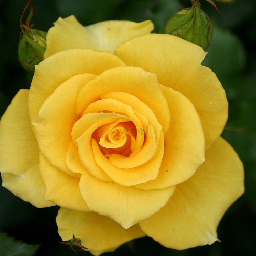 Rosa floribunda Goldquelle.jpg