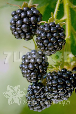 Rubus fruticosus Loch Ness     2 ltr € 5,80 435,21..jpg