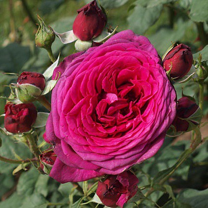 Rosa tea hybrid Goethe.jpg