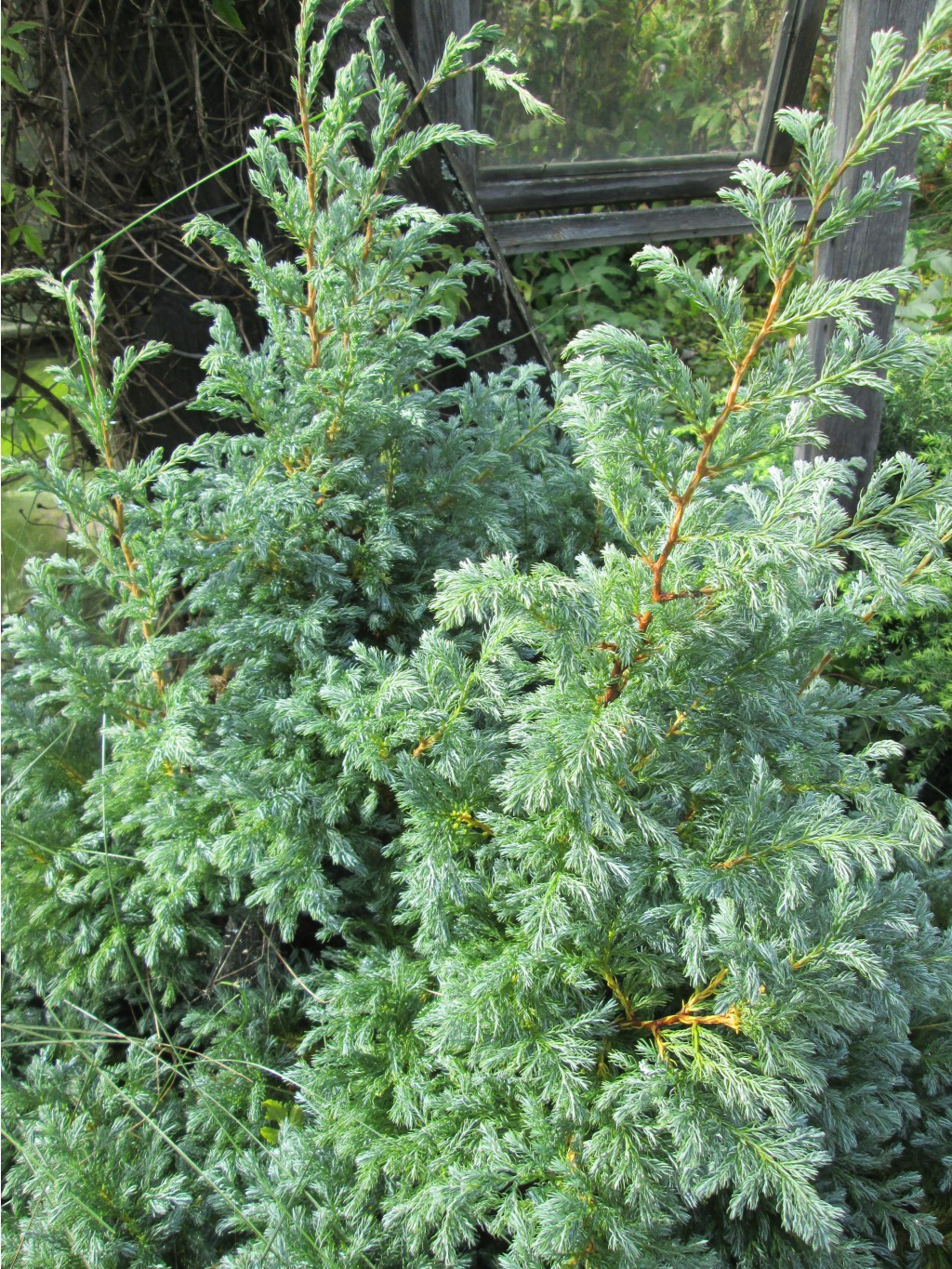 IMG 4585.JPG