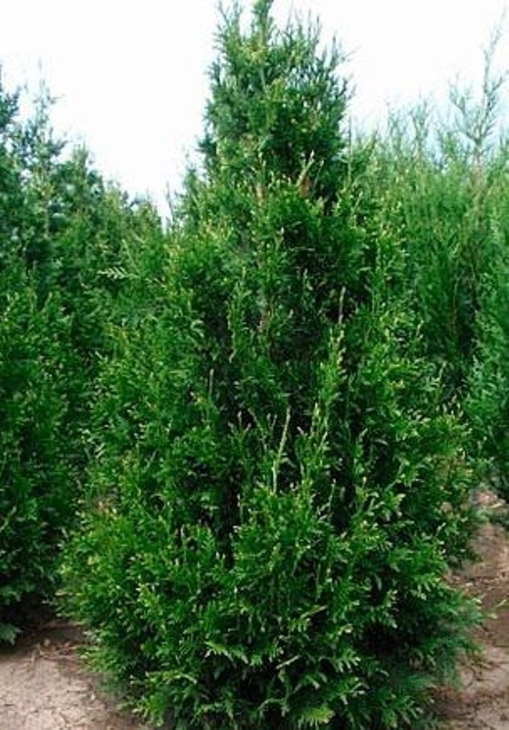  Thuja plicata Can-Can-86,70.jpg