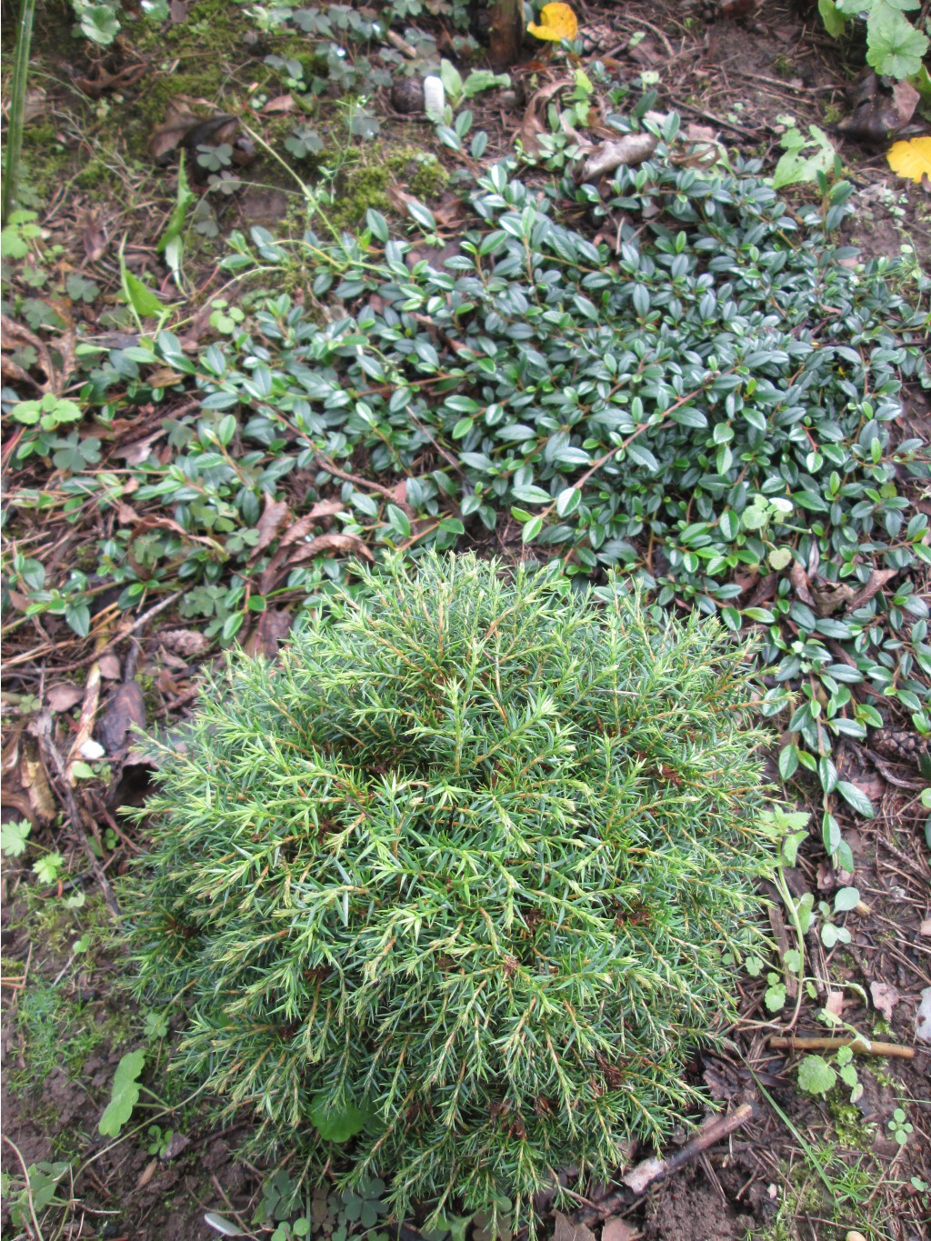 IMG 4618.JPG
