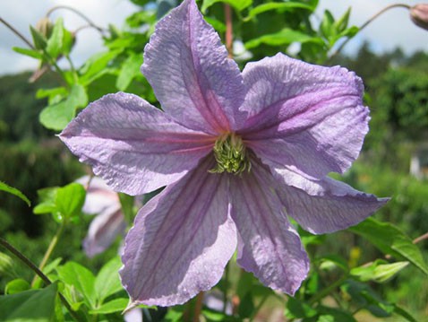 Clematis viticella Emilia Plater     3 () 2 ltr € 6,04 453,21..jpg