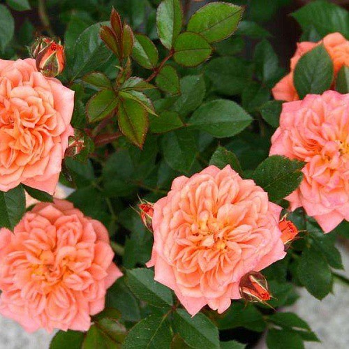 Rosa miniature Ninetta.jpg