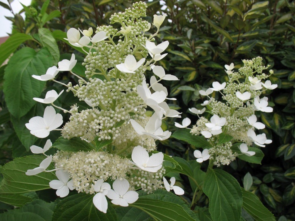  paniculata Papillon 30-40-5,17.jpg