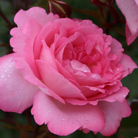 Rosa tea hybrid Eliza.jpg