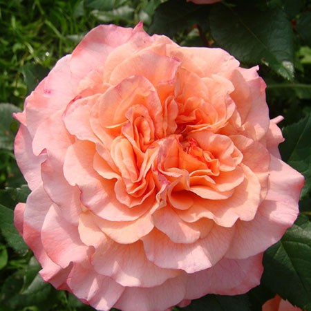 Rosa tea hybrid Augusta Luise.jpg