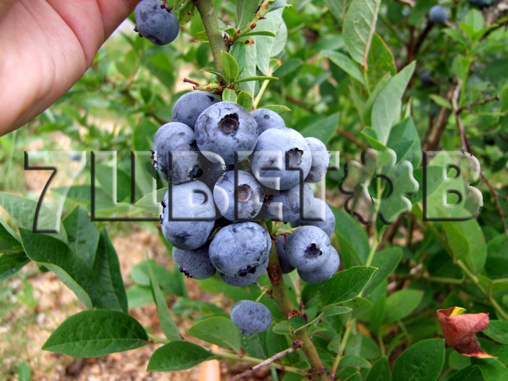 Vaccinium corymbosum Bluegold    -22C 2,5 ltr 30-40 € 6,36 477,17..jpg