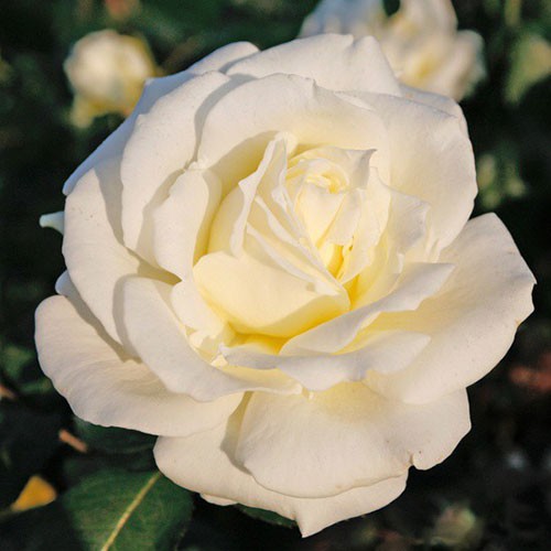 Rosa tea hybrid Memoire.jpg