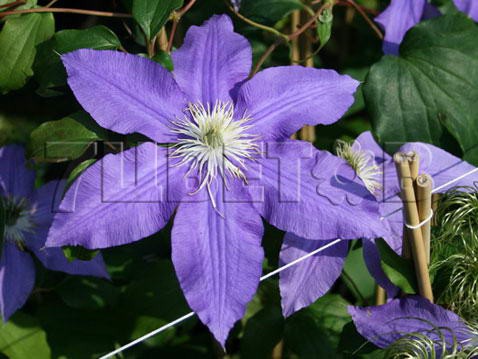 Clematis hybriden Lasurstern    2 () 2 ltr € 6,04 453,21..jpg