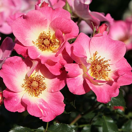 Rosa floribunda Dolomiti.jpg