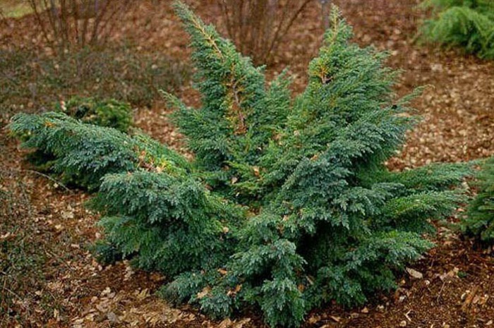 86,7.  Juniperus squamata Hunnetorp.jpg