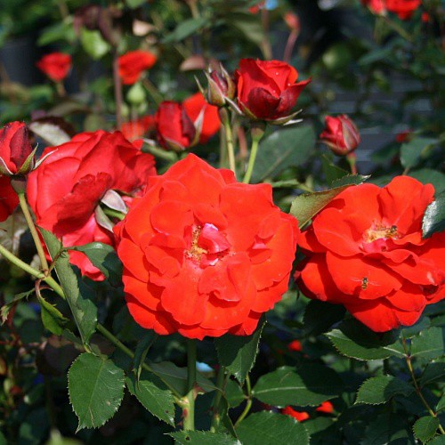 Rosa floribunda Olympisches Feuer.jpg