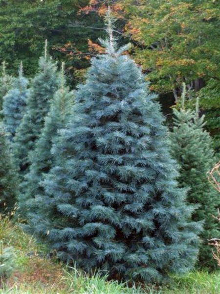 107,8.  Abies concolor_P9.jpg