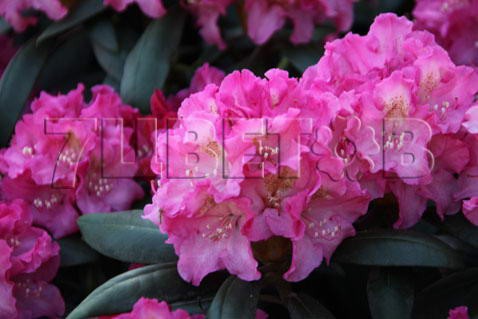 Rhododendron yakushimanum Kalinka Рододендрон якушиманский Калинка -26°C 10 ltr 30-40 € 38,57 2 892,95р..jpg