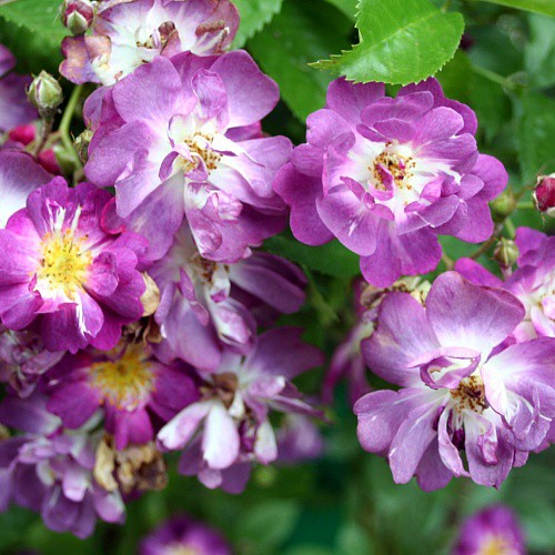 Rosa climbing Veilchenblau K.jpg