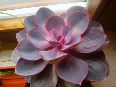      ( Echeveria 'Perle von Nurnberg' ) - 300 .