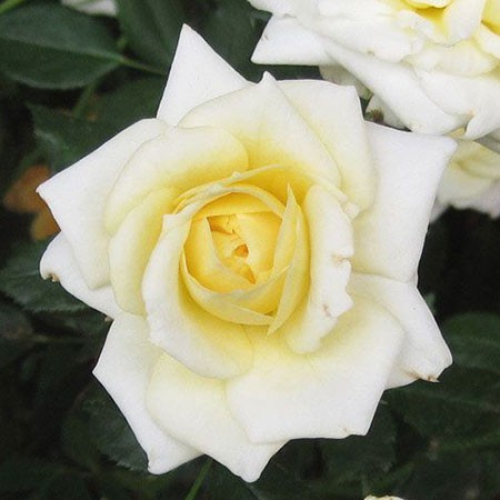 Rosa miniature Honeymilk.jpg