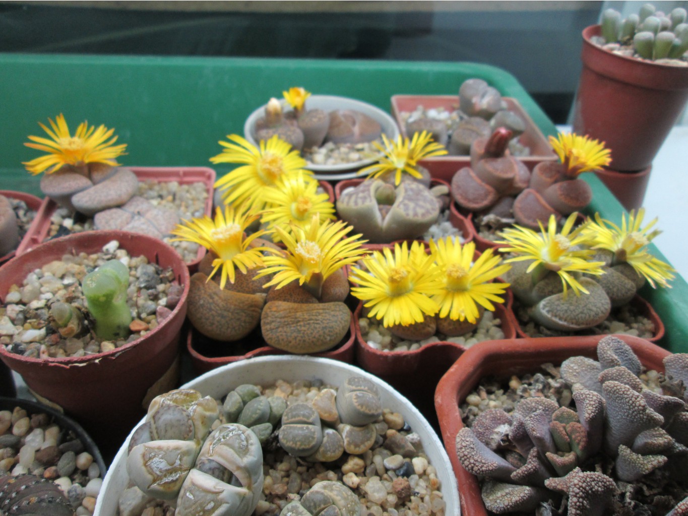 IMG 4654.JPG