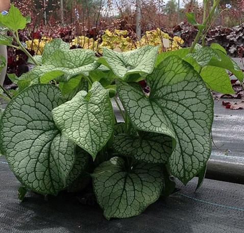 Brunnera macrophylla Alexander's Great.jpg