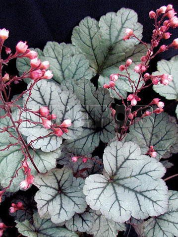 Heuchera Silver Blush    € 2,19 159,87..jpg