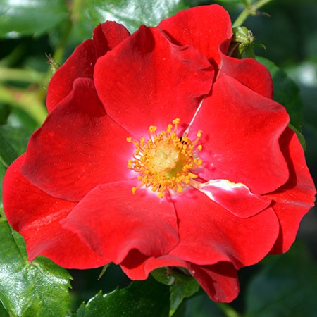 Rosa groundcover Matador.jpg