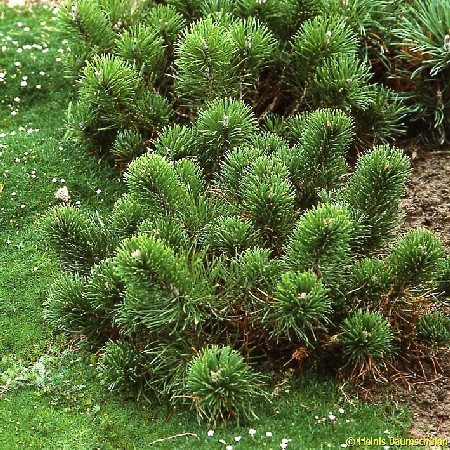 92.  Pinus mugo pumilio.jpg