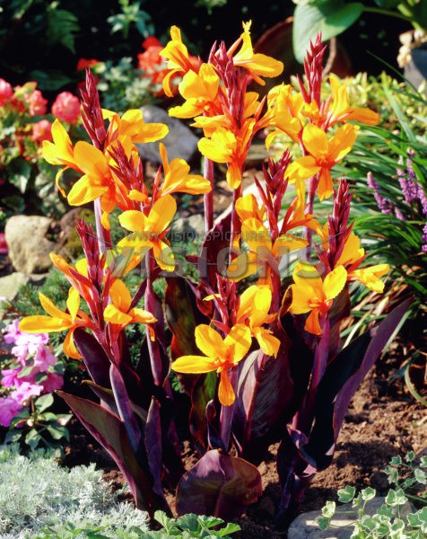 62,35.  () (   2 .,   1.)16.jpg