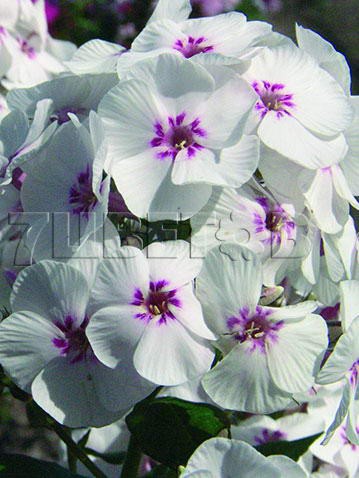 Phlox Mike's Favourite.jpg