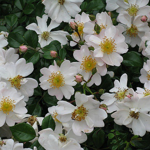 Rosa groundcover Medeo.jpg