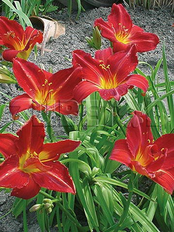 Hemerocallis Anzac Лилейник Анзак € 0,98 71,54руб..jpg