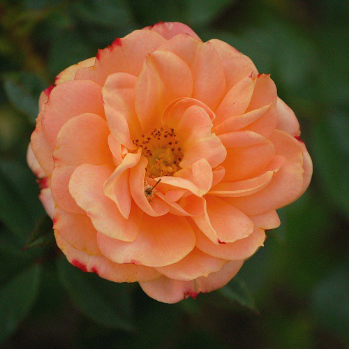 Rosa miniature Apricot Clementine.jpg