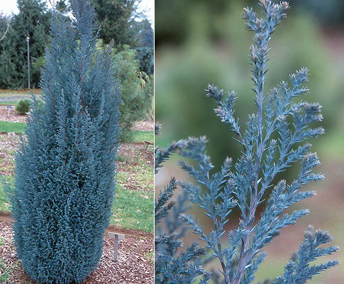 83,5.  Chamaecyparis lawsoniana Blue Surprise.jpg