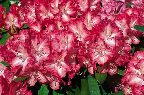 Rhododendron hybrida Sternzauber    -24C 5 ltr 25-30 € 16,37 1 228,05..jpg