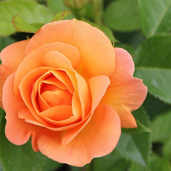 Rosa floribunda Portoroz.jpg