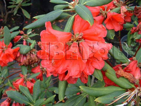 Rhododendron impeditum Billy Novinka     -27C 2 ltr 12-18 € 7,25 543,77..jpg