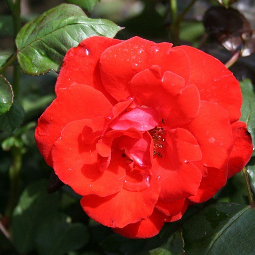 Rosa floribunda Stadt Eltville.jpg