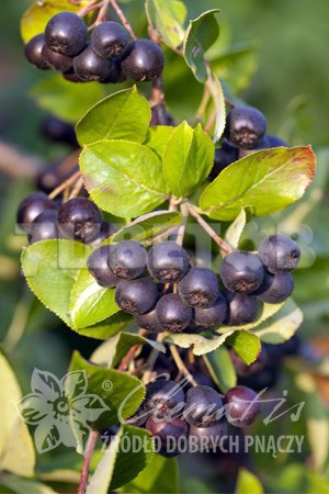 Aronia prunifolia Viking    2 ltr € 4,42 331,71..jpg