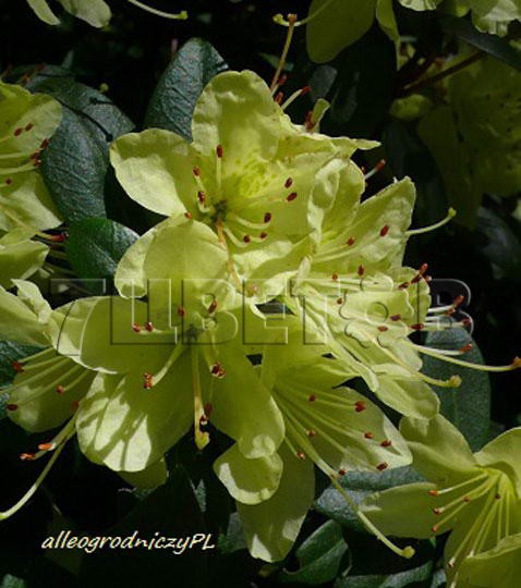 Azalea japonica Princess Anne Азалия японская Принцесса Анна -22°C 1 ltr 8-12 € 4,14 310,49р..jpg
