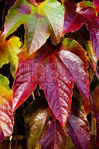 Parthenocissus tricuspidata Veitchii     2 ltr € 6,42 481,33..jpg