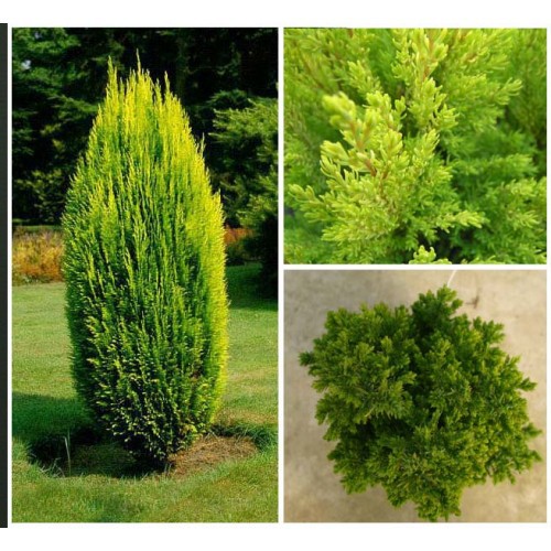 83,5.  Chamaecyparis lawsoniana Ellwood's Gold_P9 20-25.jpg