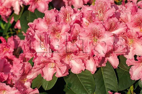 Rhododendron williamsianum Claudius Рододендрон уильямса Клаудиус -22°C 5 ltr 25-30 € 16,37 1 228,05р..jpg