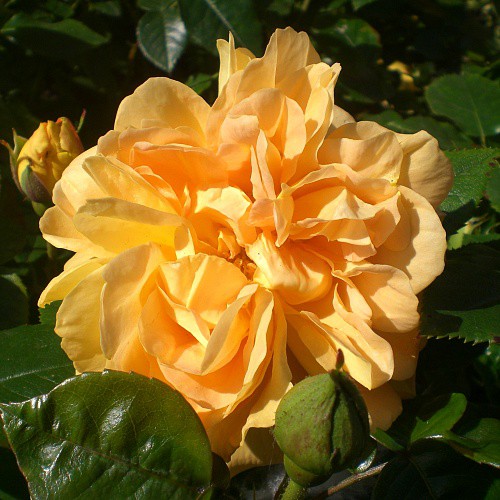 Rosa floribunda Bernstein Rose.jpg