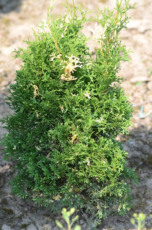 107,8.  Thuja occidentalis Konfettii_P10.5.jpg