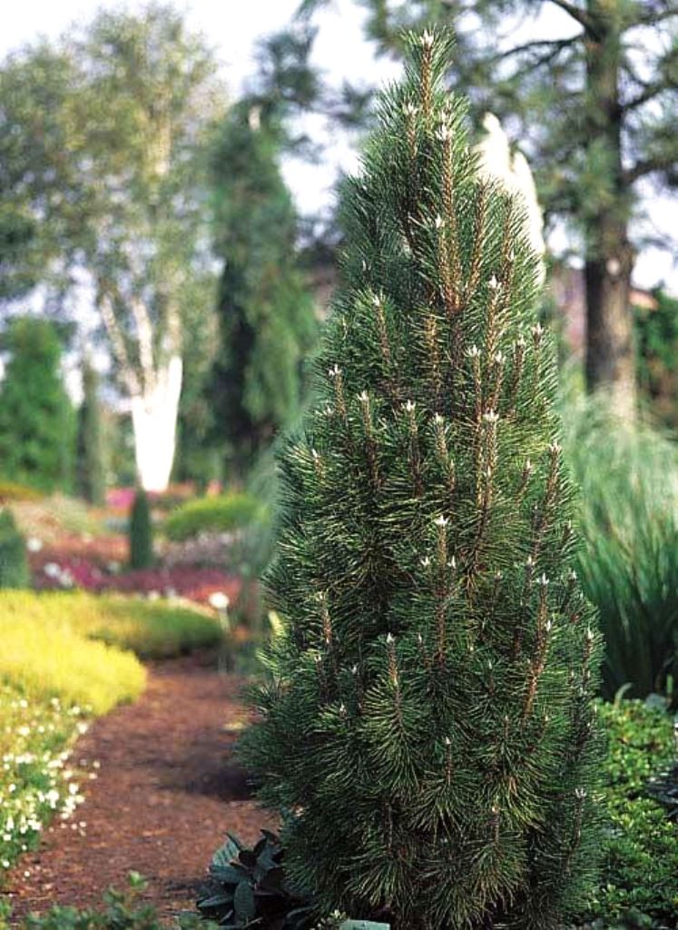  Pinus nigra Komet-403,50.jpg